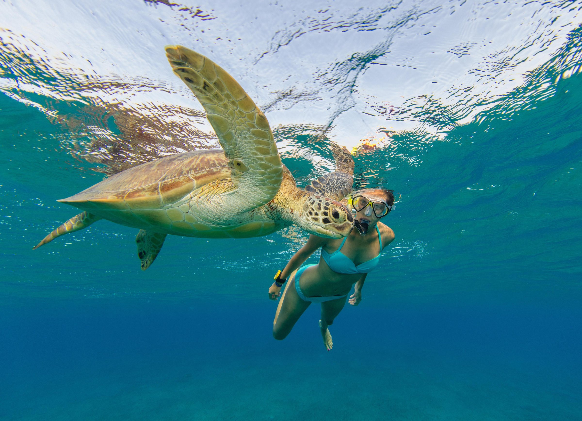 Aruba: Sail & Snorkel with Turtles at WW2 Shipwreck with BBQ