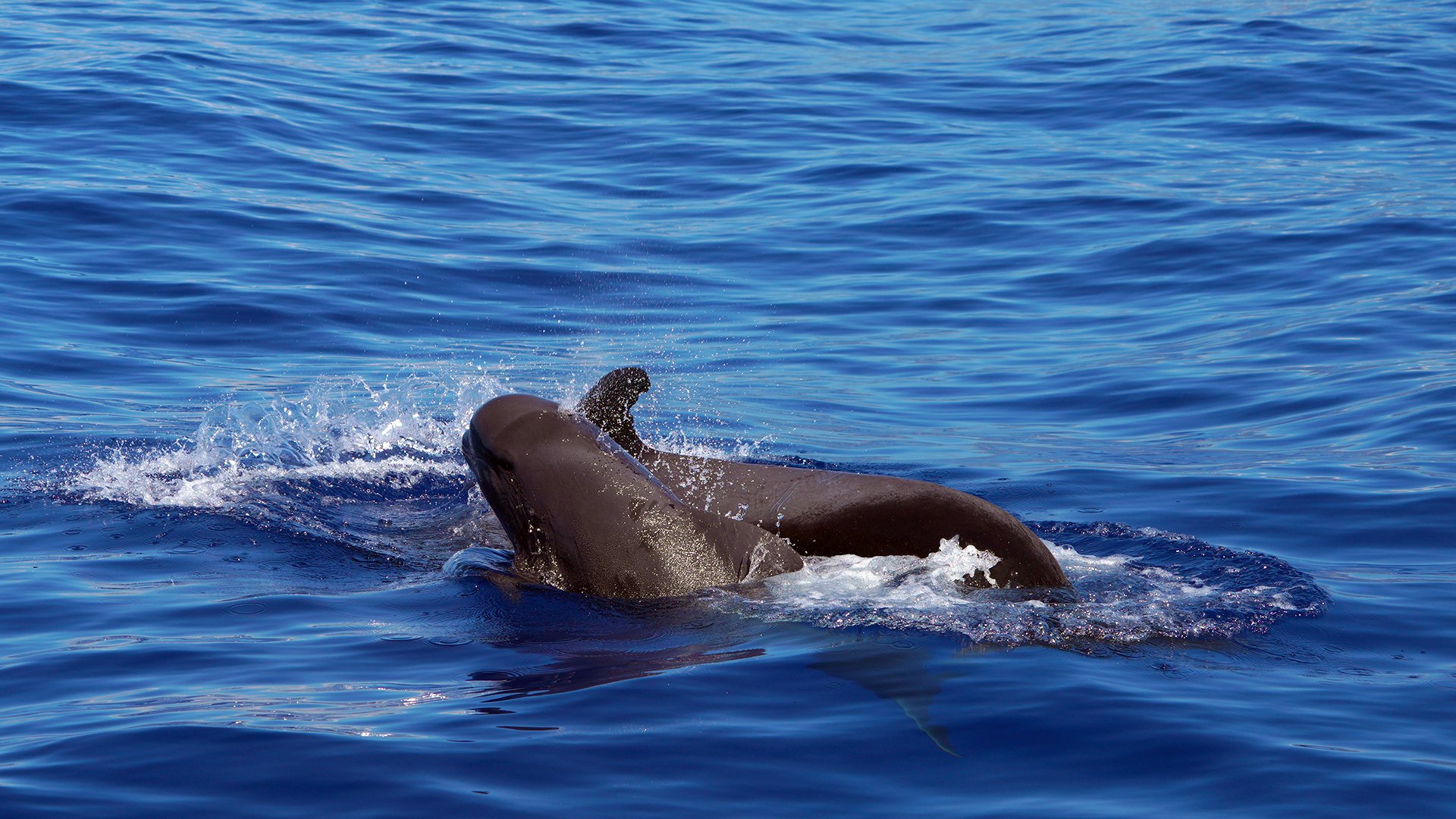 From Funchal: Ecological Catamaran Dolphin Whale Watching