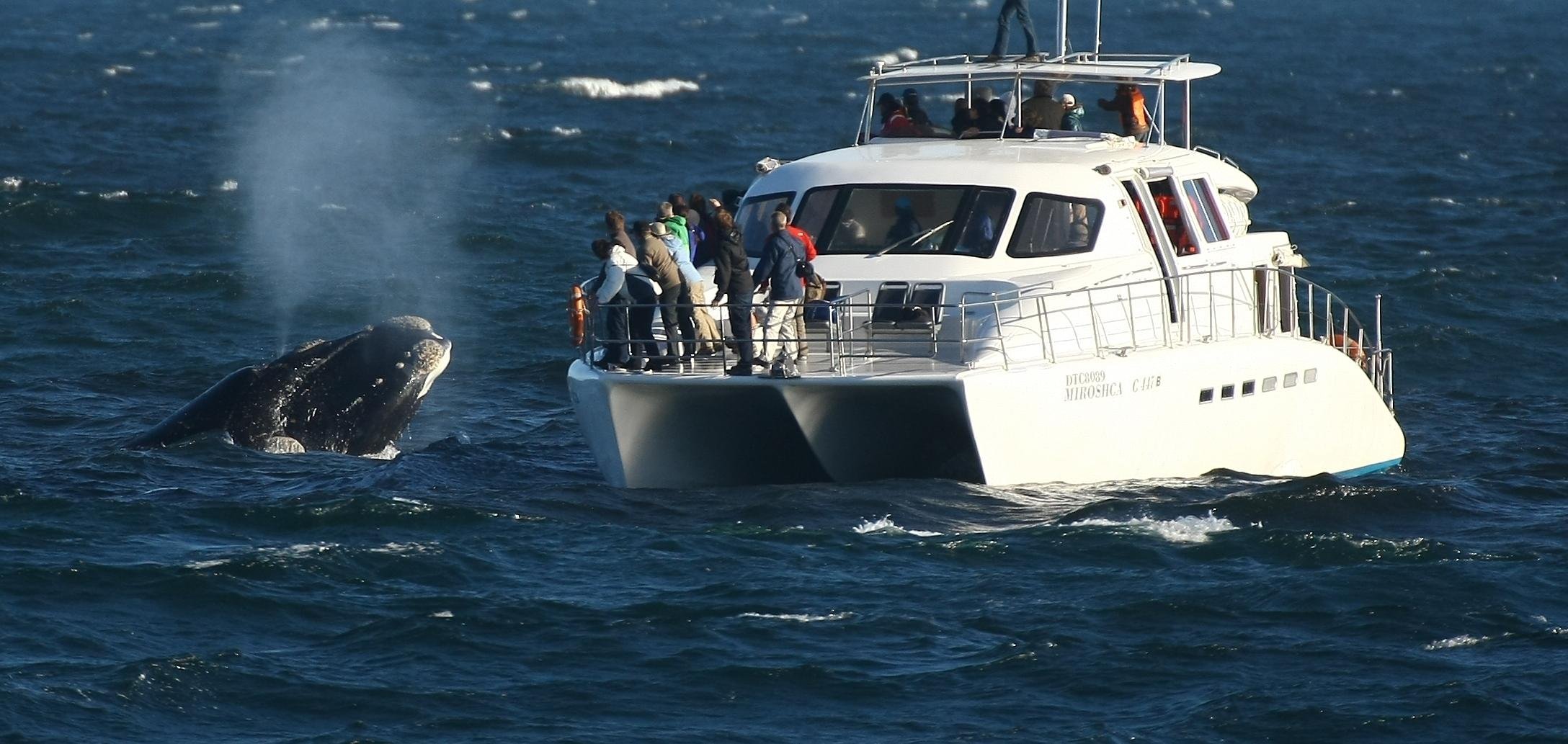 Hermanus: Whale and Dolphin Watching Boat Trip