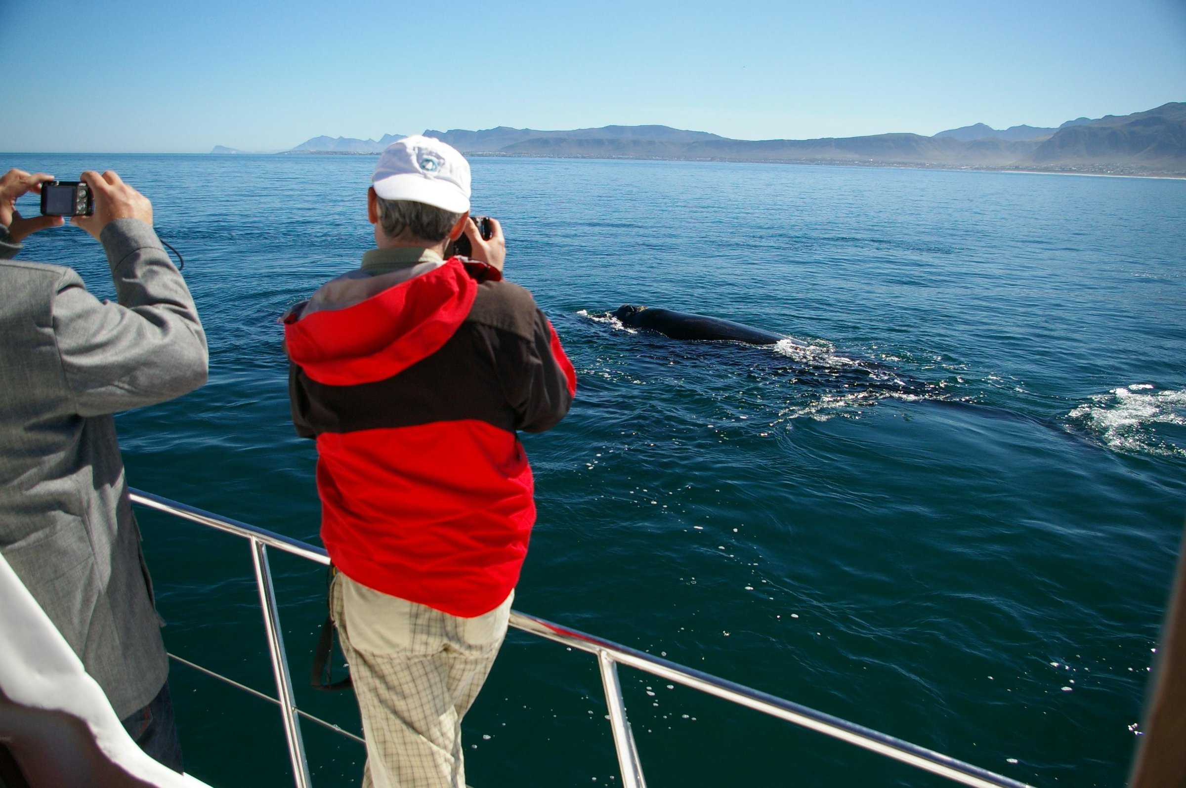 Hermanus: Whale and Dolphin Watching Boat Trip