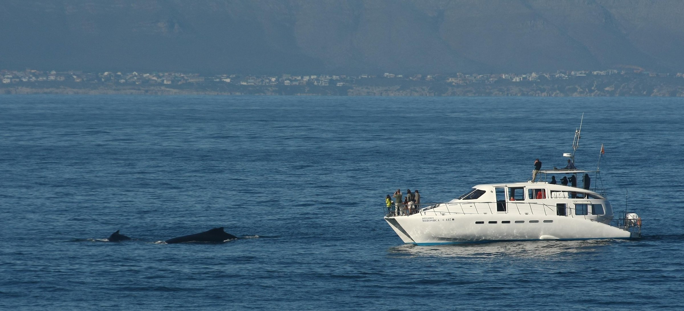 Hermanus: Whale and Dolphin Watching Boat Trip